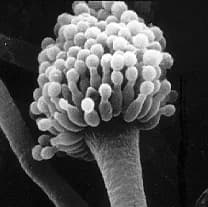 Aspergillus Fungus